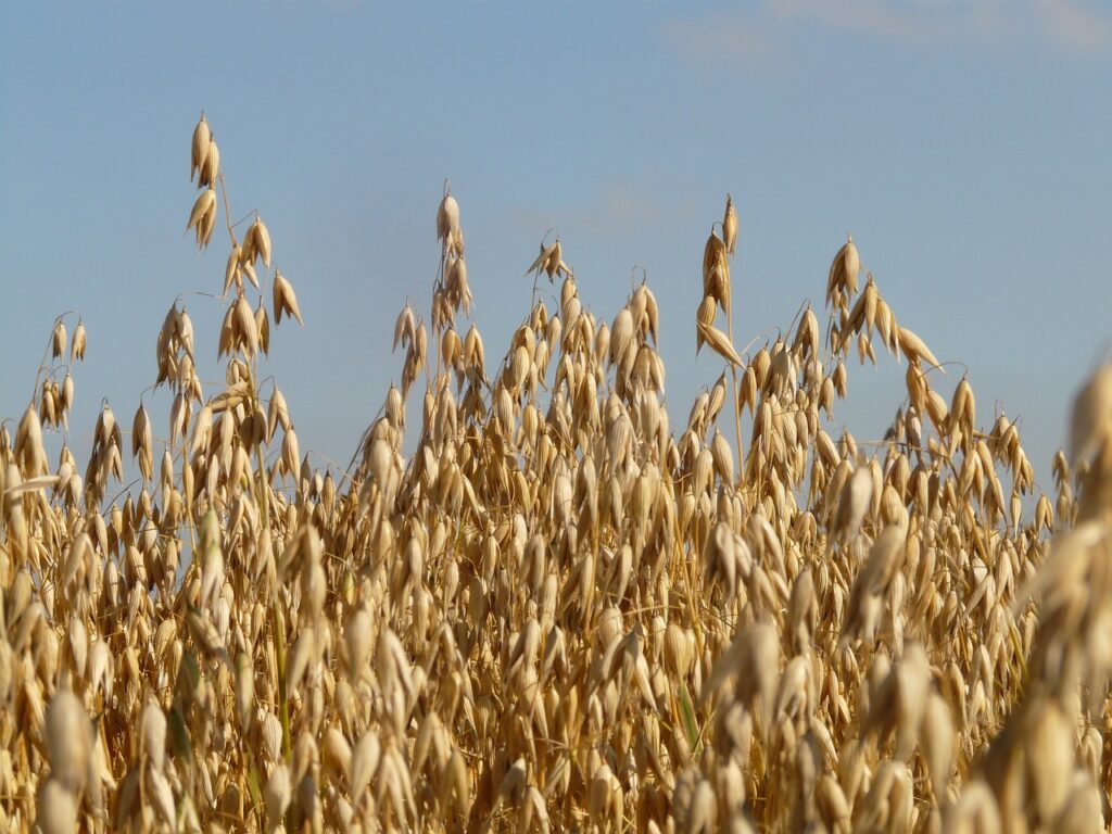 field, oats, oat field-8944.jpg