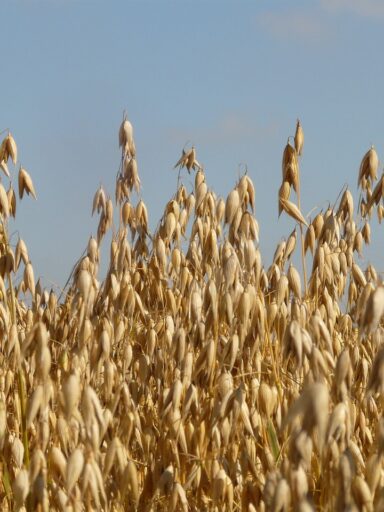 field, oats, oat field-8944.jpg