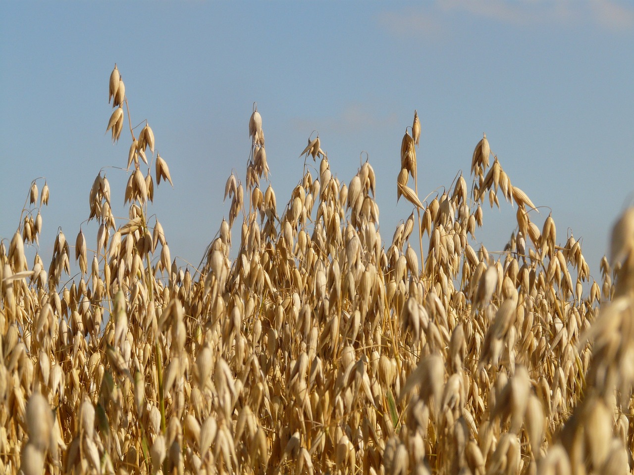 field, oats, oat field-8944.jpg