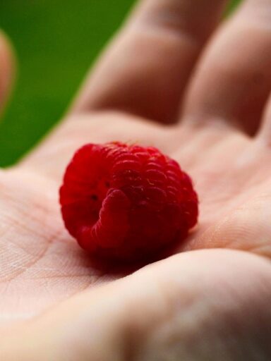 fruit, raspberry, ripe raspberry-7207995.jpg