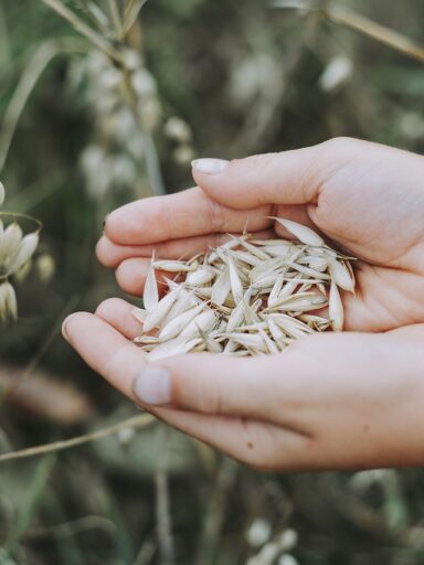 oats, cereals, field-3717095.jpg