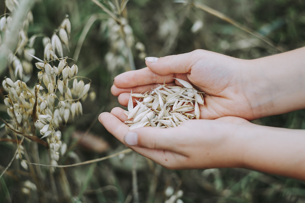 oats, cereals, field-3717095.jpg